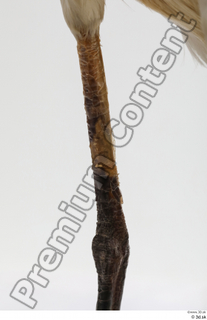 Stork  2 leg 0009.jpg